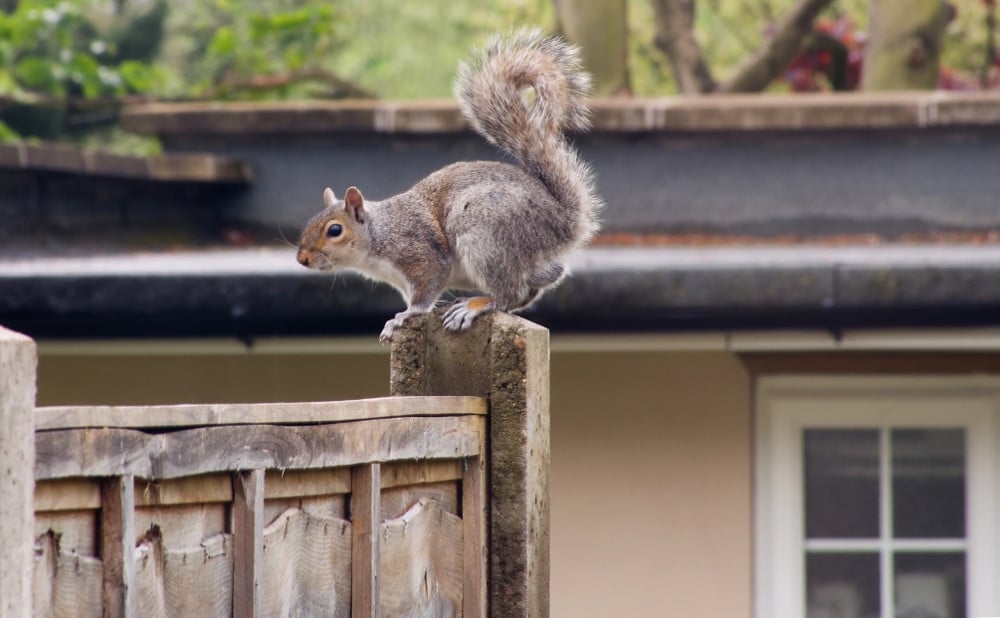 squirrel squirrels eastern grey removal ma