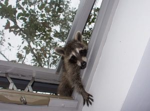 Raccoon Removal Services