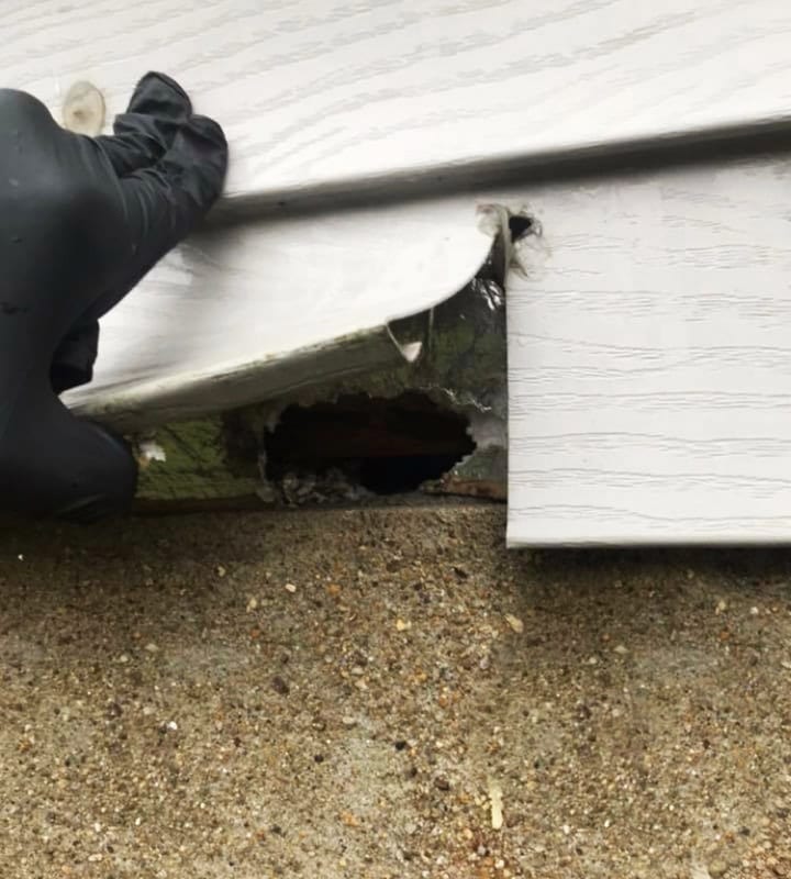 Hole In Siding of Home From Mice