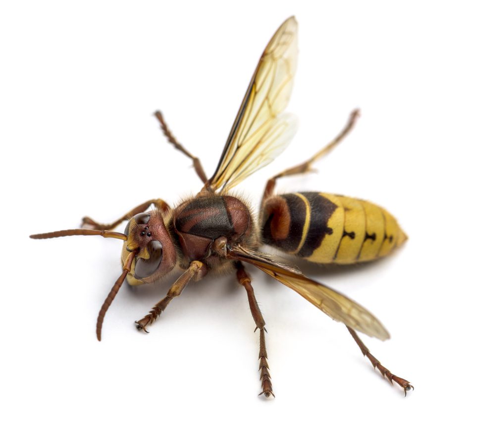 European Hornet