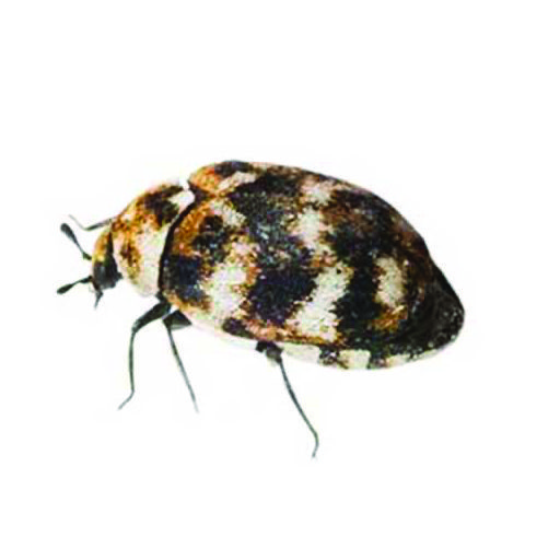 Carpet Beetles Carpet Beetles