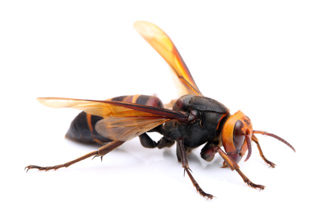 Cicada Killer on White Background Cicada Killer on White Background