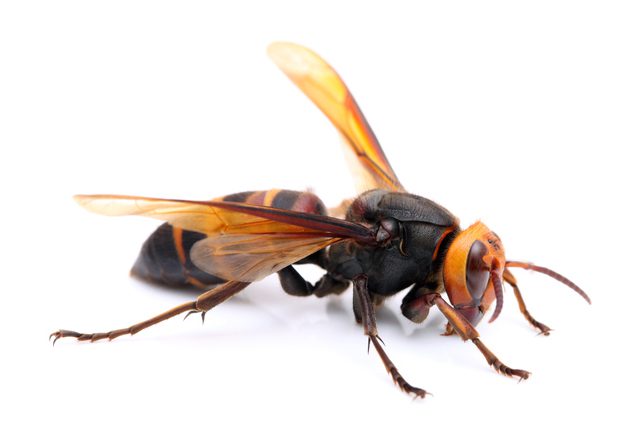 Cicada Killer on White Background