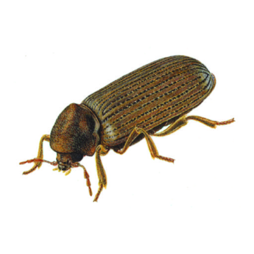 Furniture Beetles Furniture Beetles