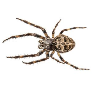 Garden Spider - New England Spiders
