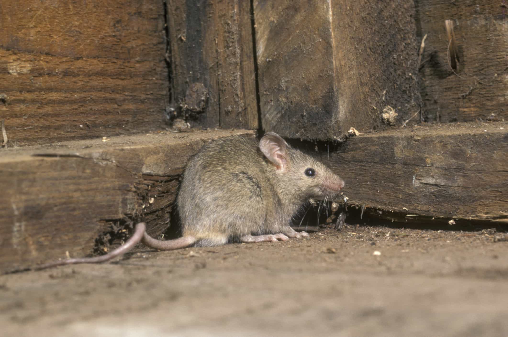 House Mouse inside Home