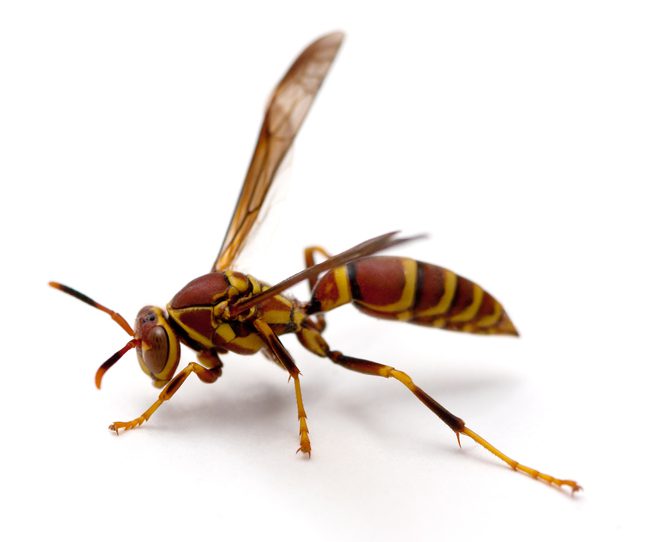 Paper Wasp on White Background