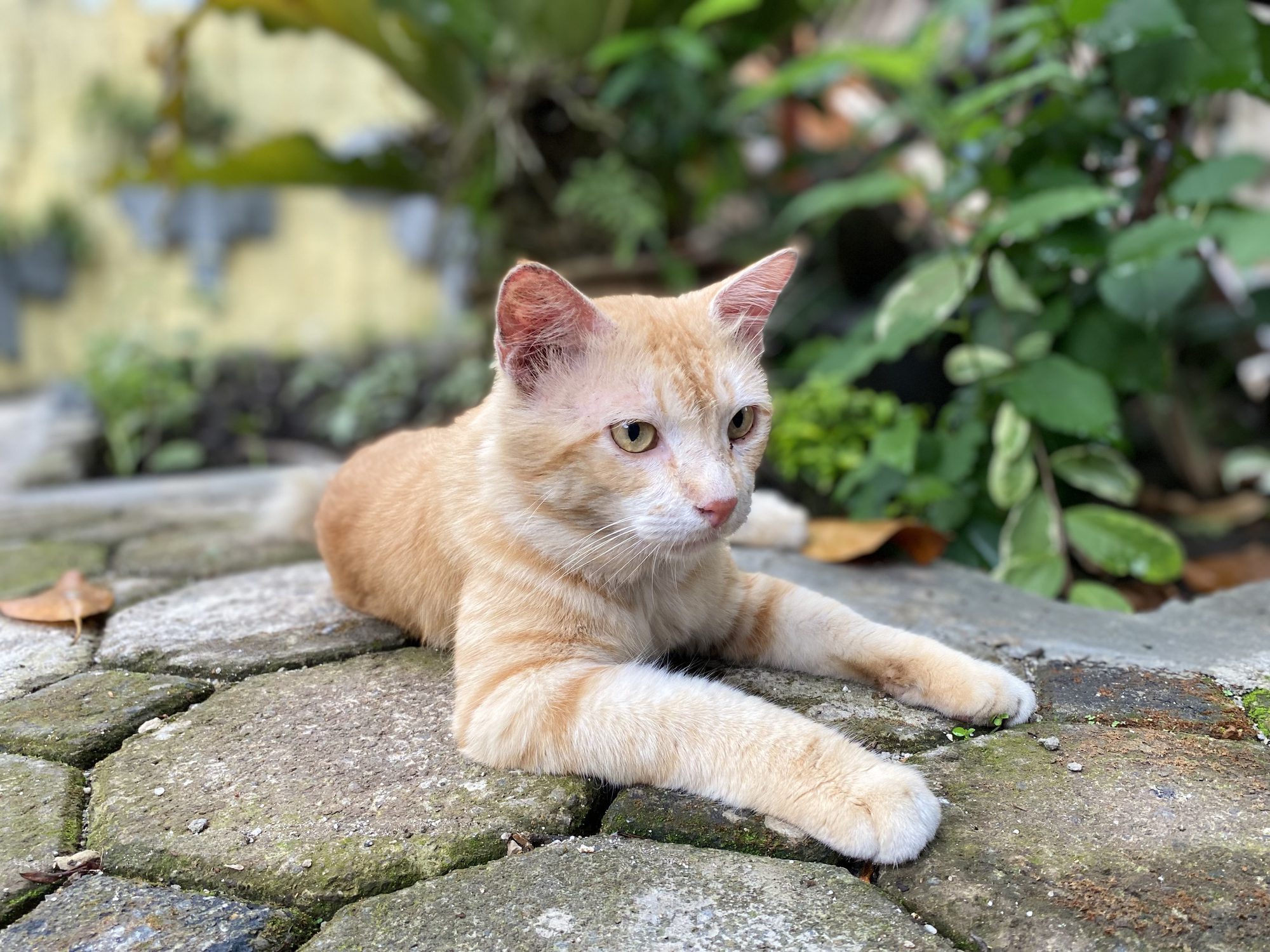 Pet Friendly Pest Control Cats