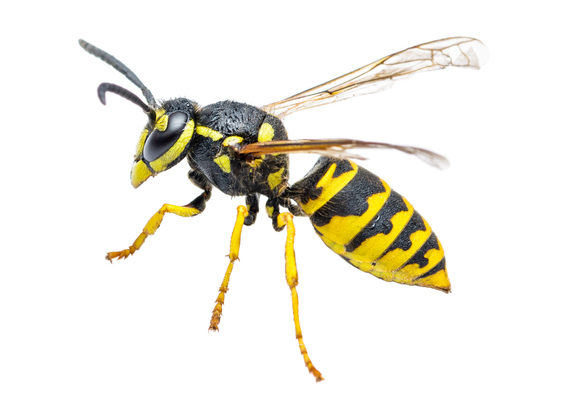 Yellow Jacket  on White Background