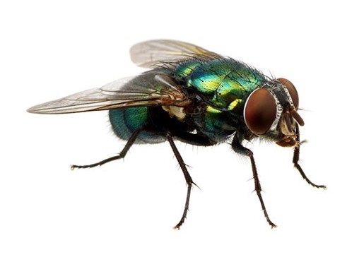 blow-flies