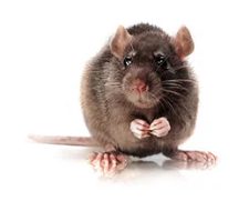 Norway Rats Norway Rats
