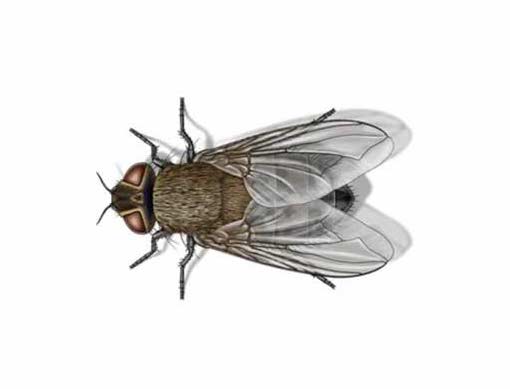 Cluster Flies