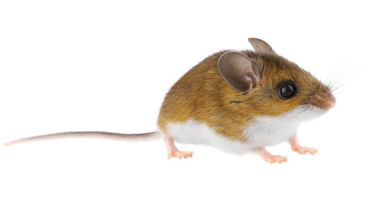 Wild deer mice siting still isolated on white background.