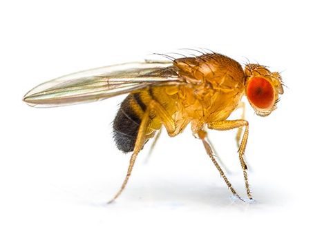 fruit-flies