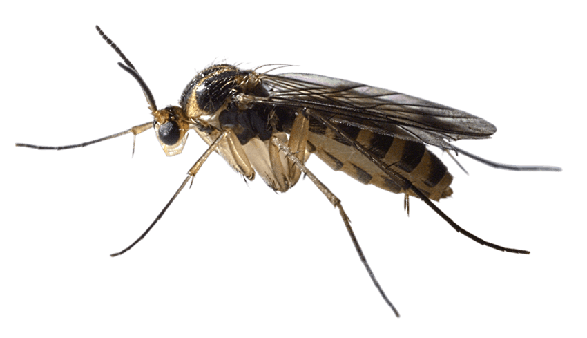 fungus-gnats