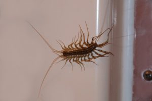 House Centipede on Wall