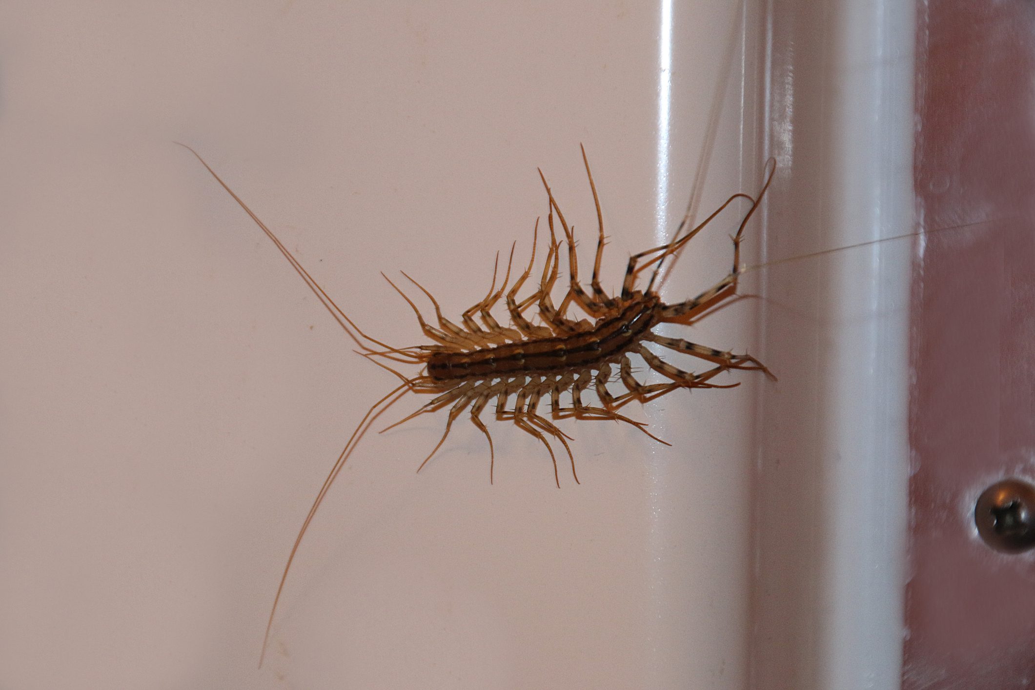 House Centipede on Wall