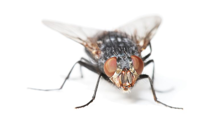 House Flies House Flies