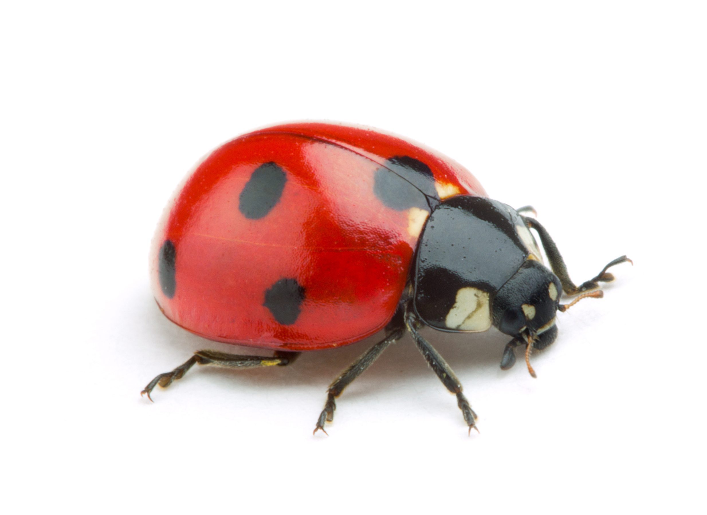 ladybug