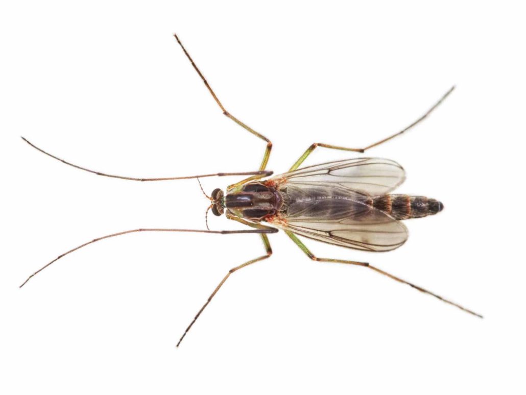 Fly Control Services | Eastern Pine Pest Control