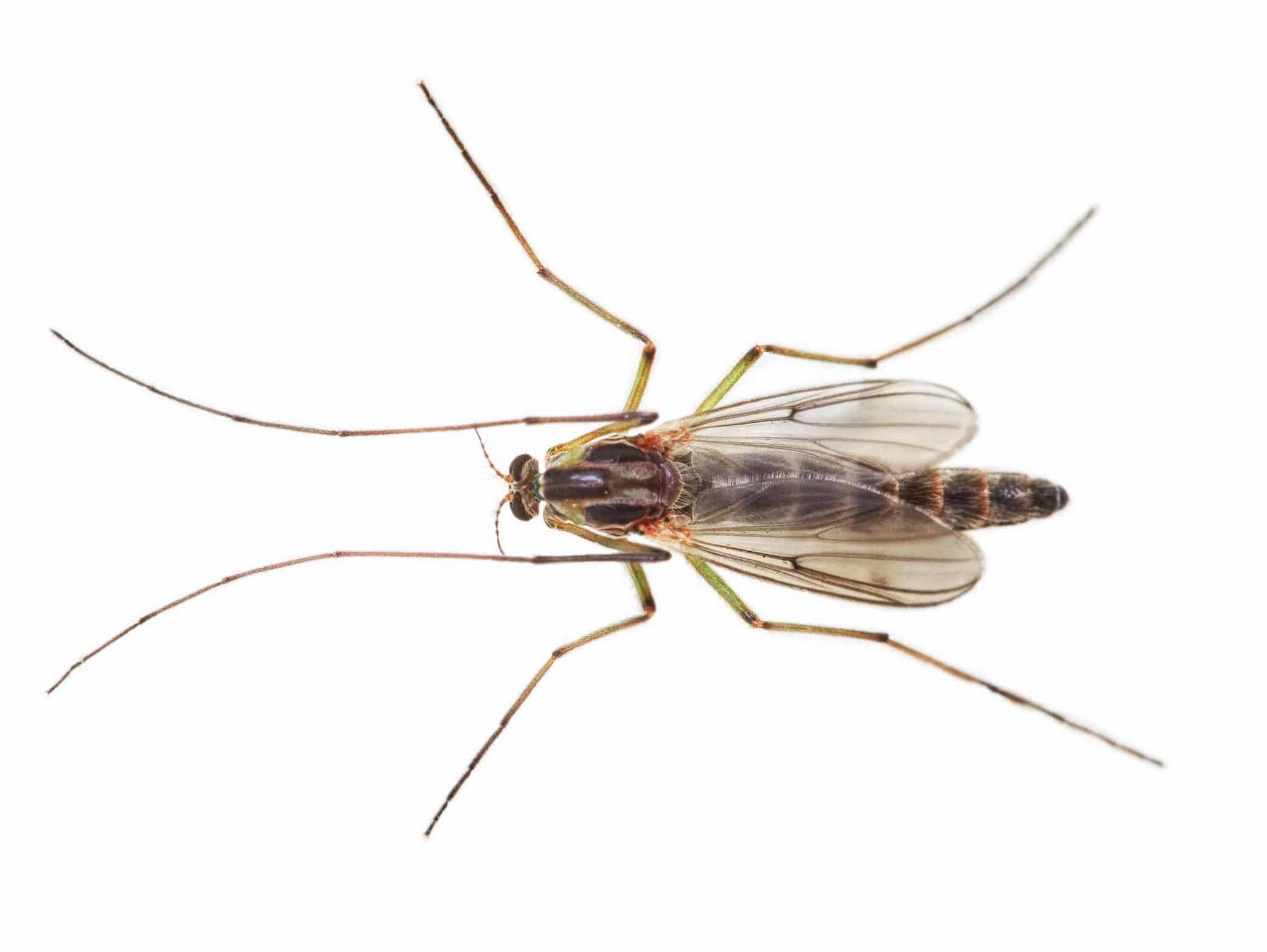 midges