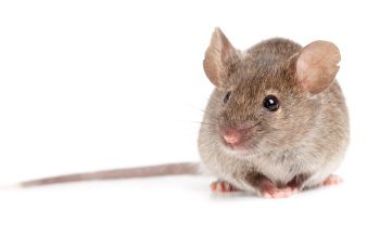 grey mouse isolated on white