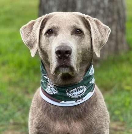 Dog With Pest Control Bandana