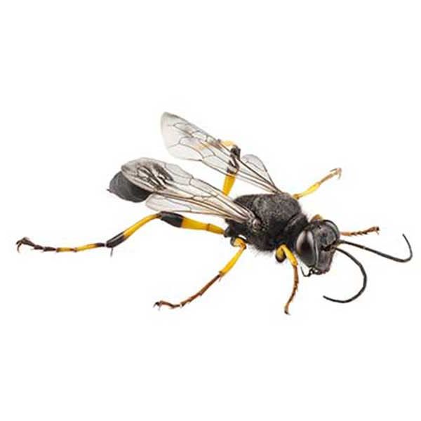 Mud-Daubers