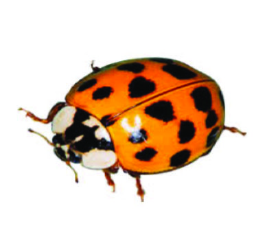 asian-lady-beetles