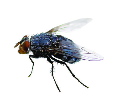 black-flies