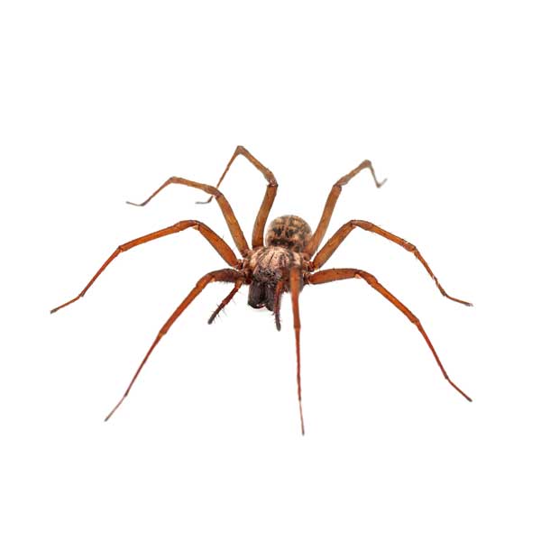 Common House Spiders