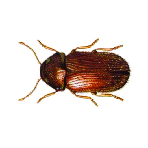 drugstore-beetles