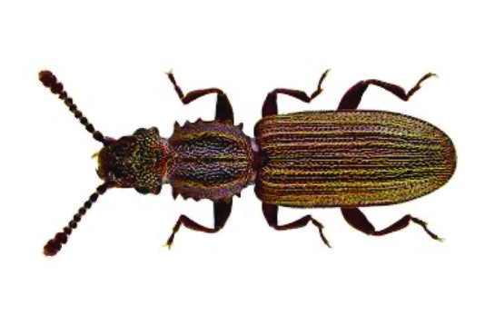grain-beetles
