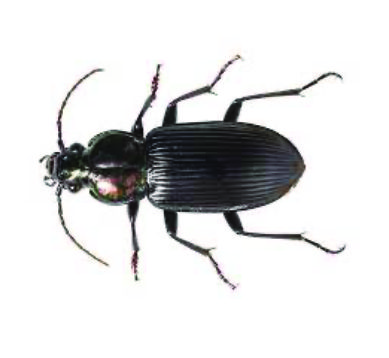 ground-beetles