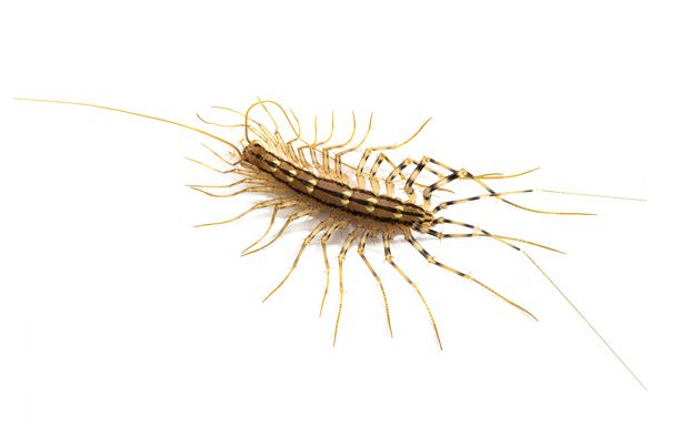 Close-up of a house centipede