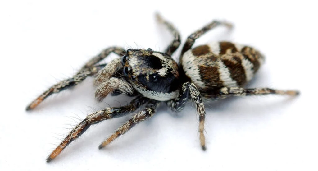 Jumping Spiders Jumping Spiders