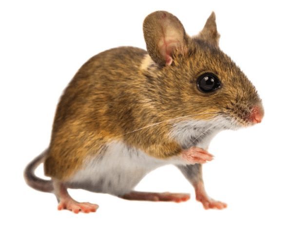 White Footed Mouse