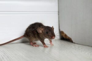 Mouse next to hole in a wall