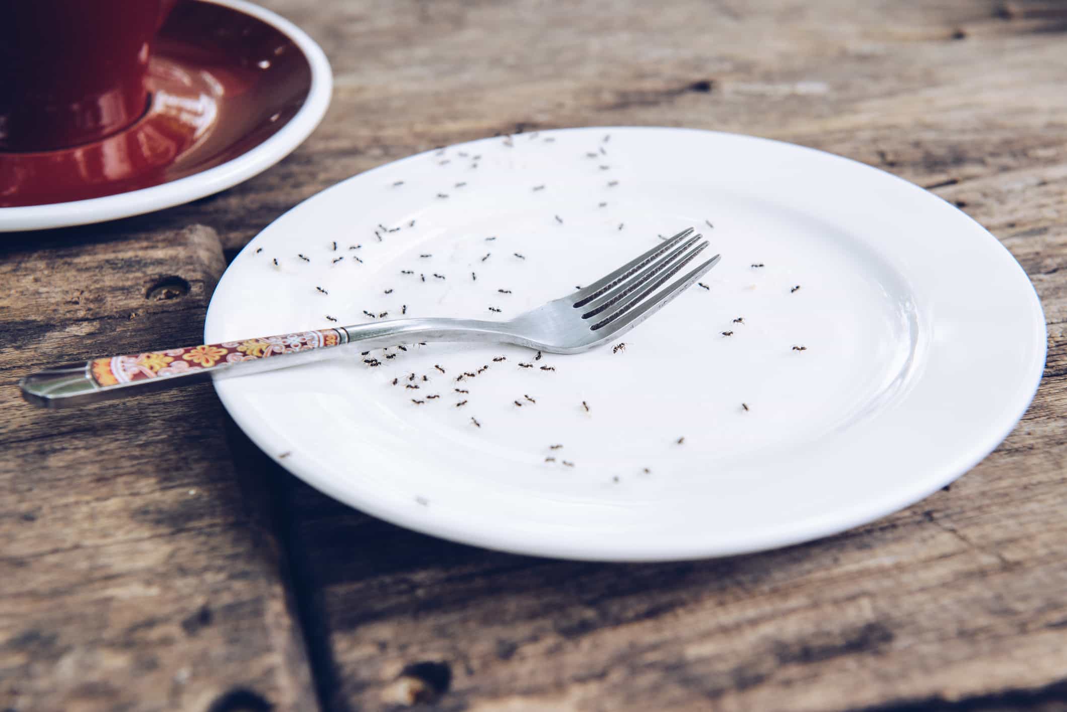 Photo of sugar ants on a plate on the counter