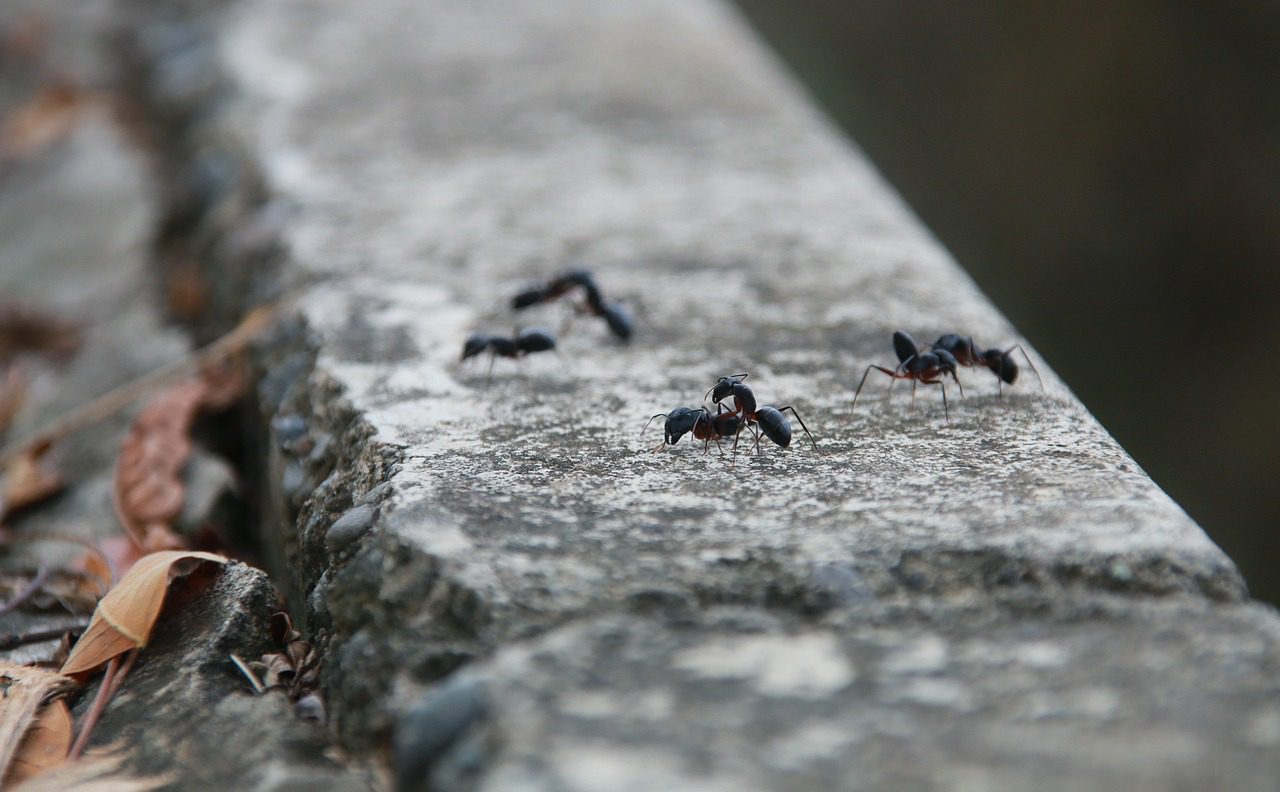 pavement ants