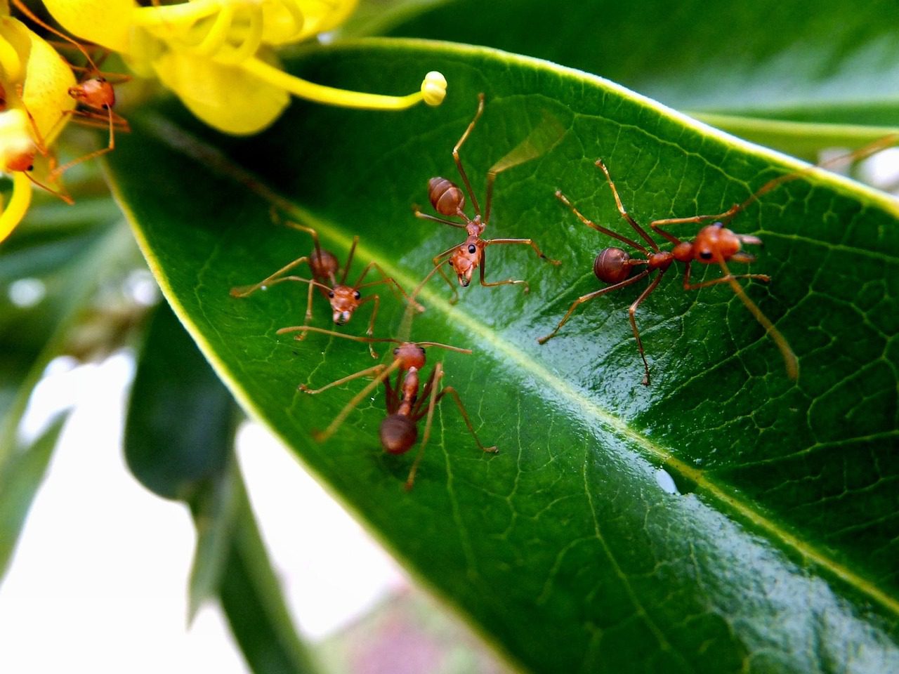 Anst on a leaf