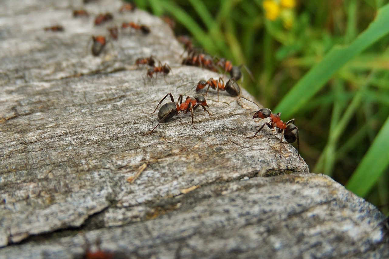 Carpenter Ants on Wood