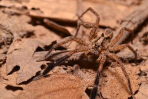 Wolf Spider on leaves
