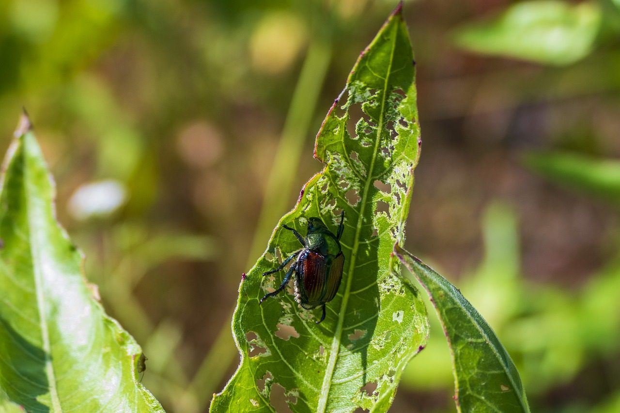 Beetle on damaged leaf