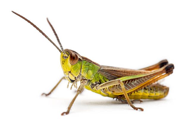 Cricket in front of white background