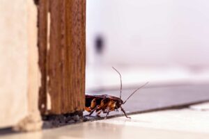 Crickets Inside North Reading Home