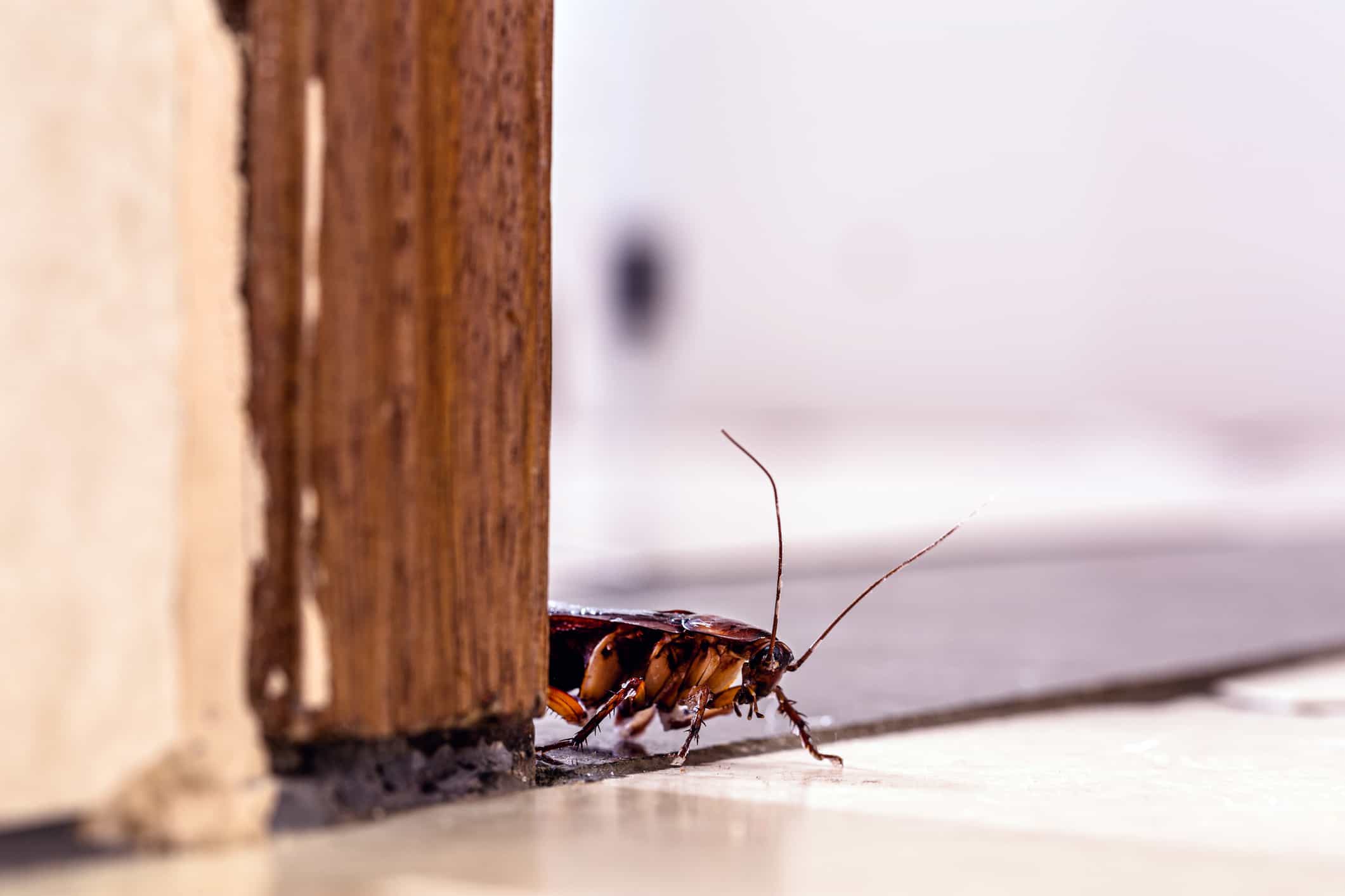Crickets Inside North Reading Home