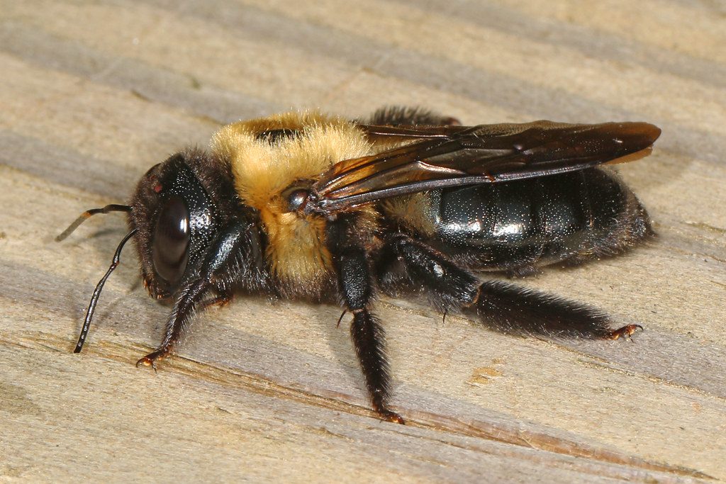 New England Eastern Carpenter Bees