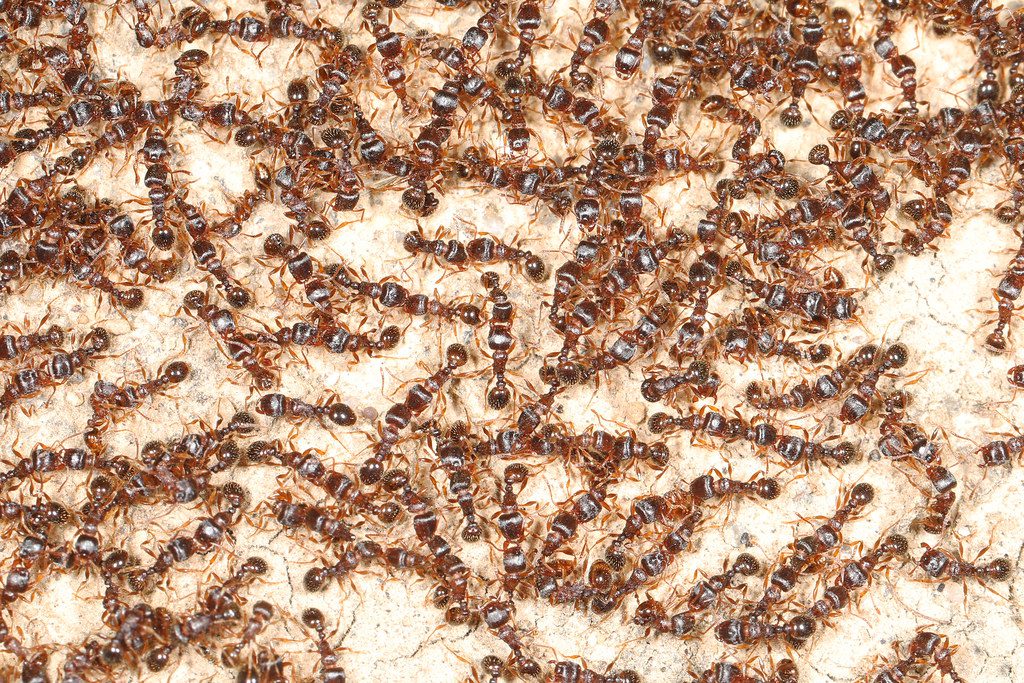 Massachusetts Pavement Ants
