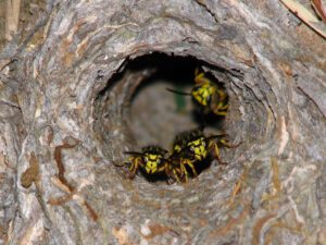 Yellow Jacket Nest - Massachusetts